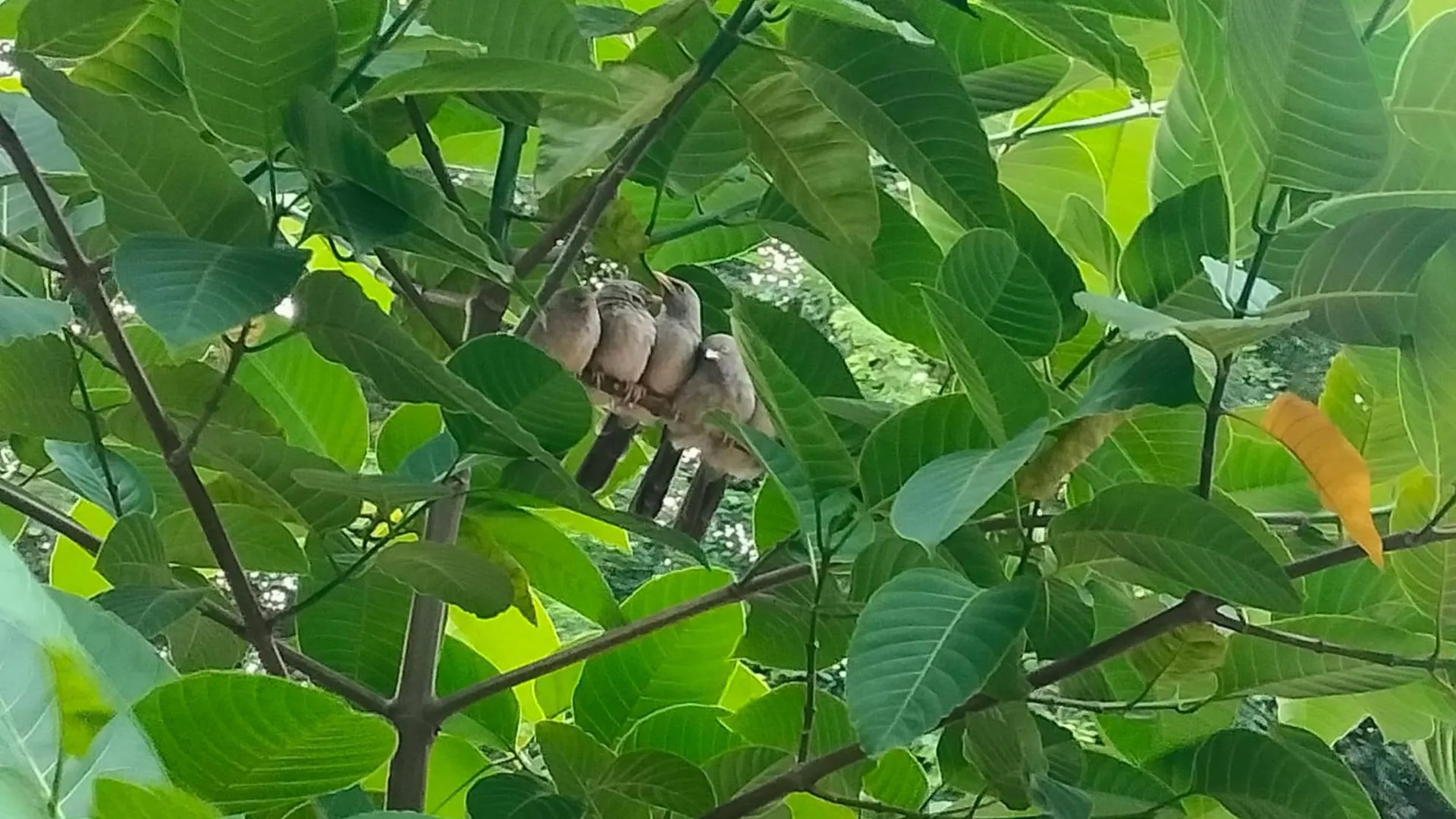 Green Vista Stays Gurgaon India